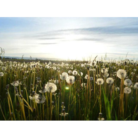 Mediocre Silk Shirt fr-FR